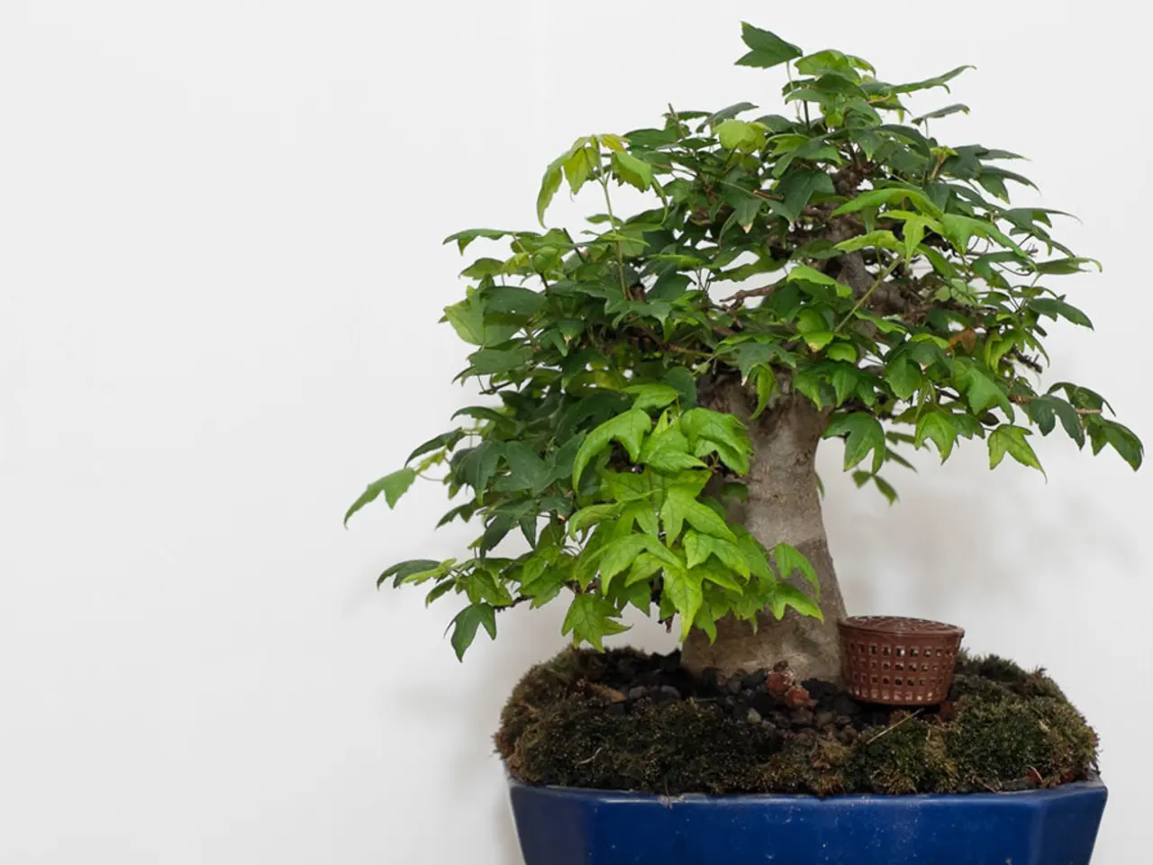 Virtual Bonsai Training Sessions: Education from Experts in the Digital Realm