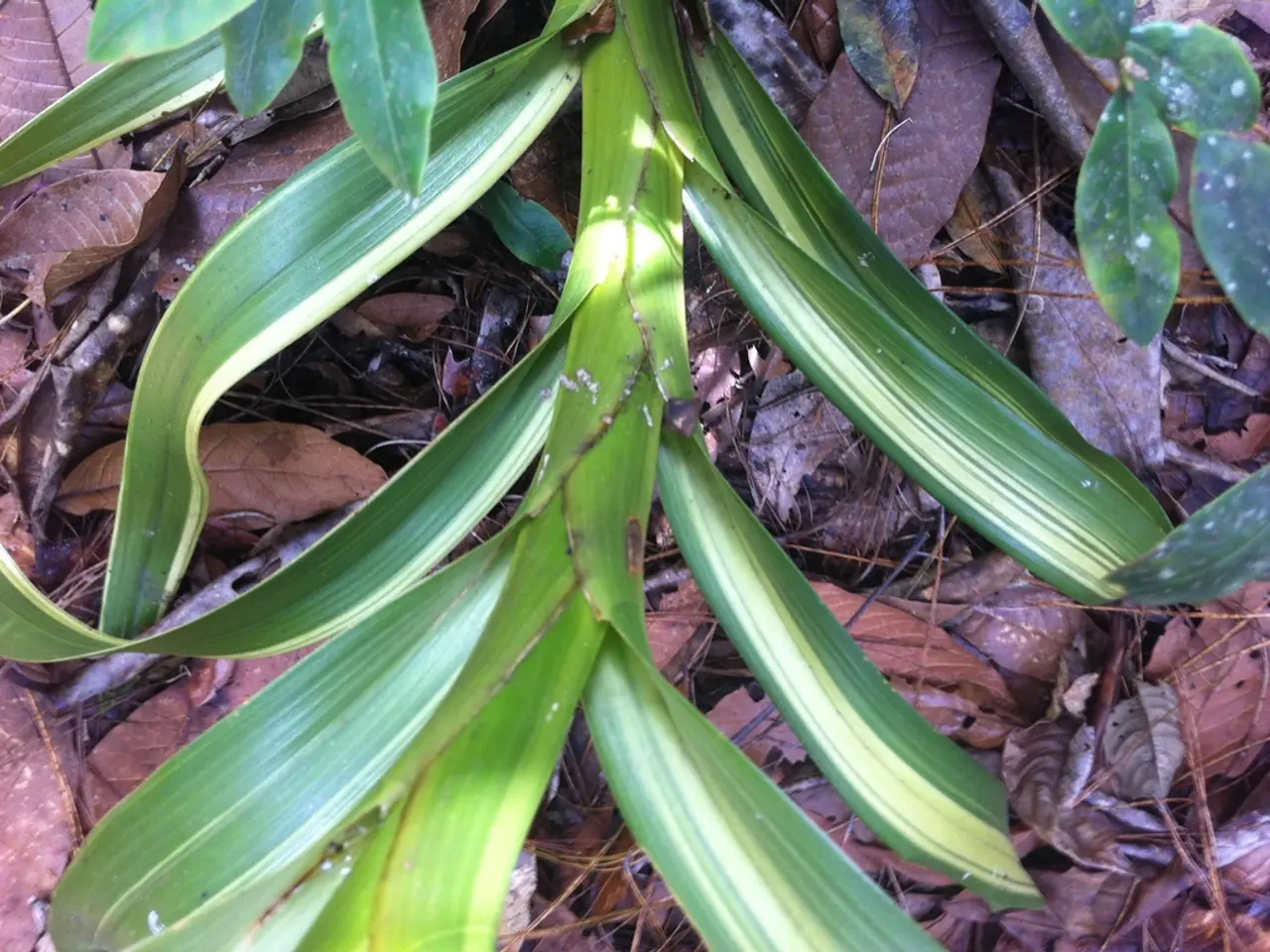 Boosting Brain Adaptability and Learning Potential with Citicoline