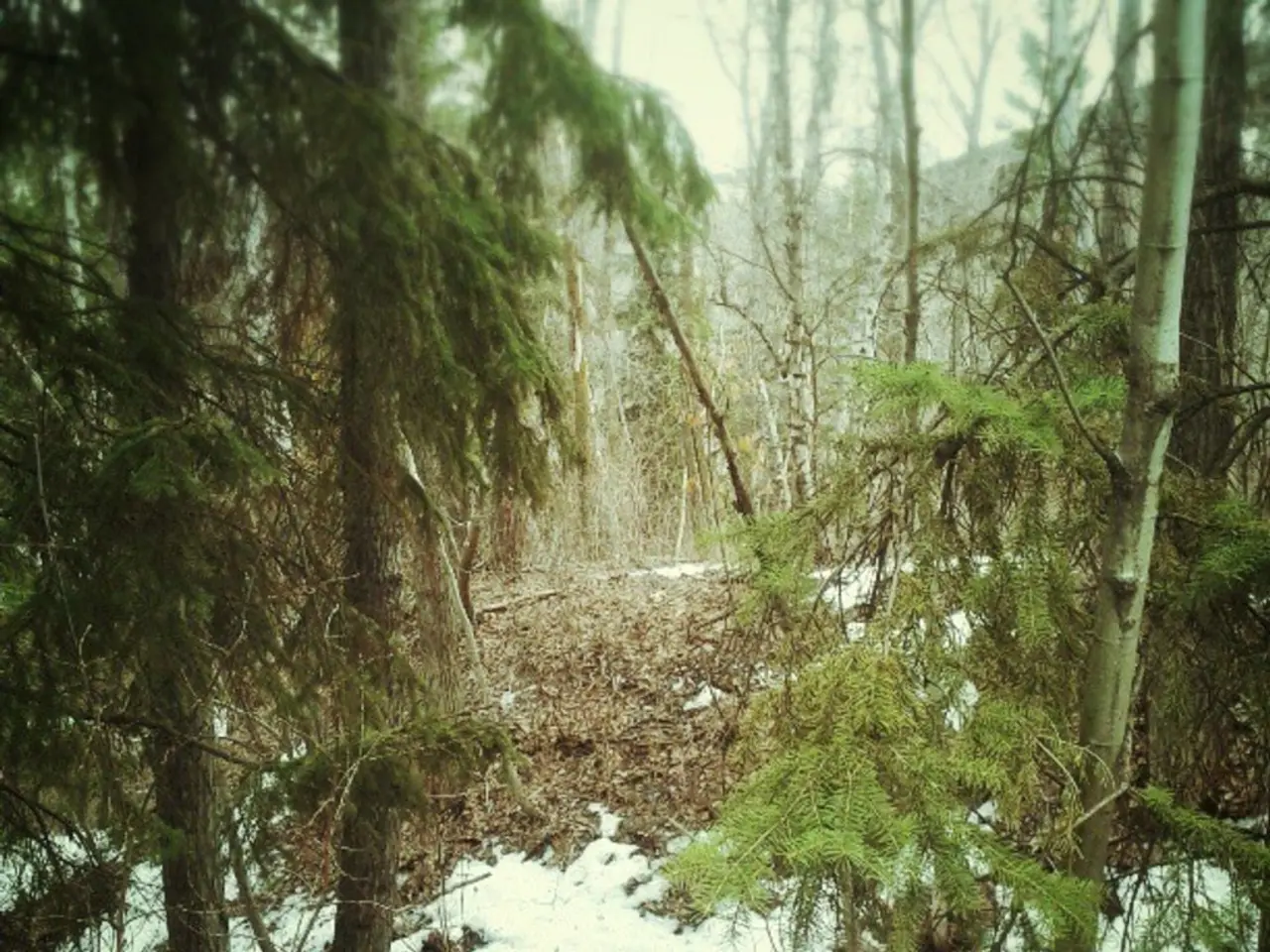 Skilled professional in woodland environments