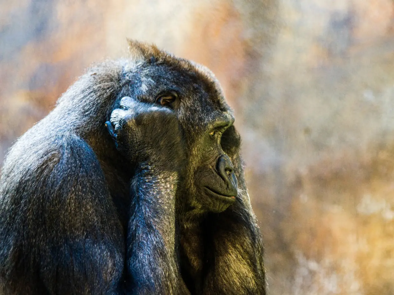 A simian entity akin to ourselves