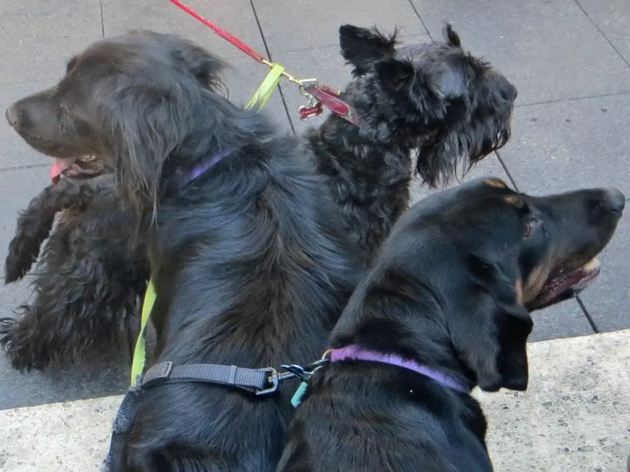 To enhance your dog's behavior, an expert pinpoints six common blunders in training that you ought...