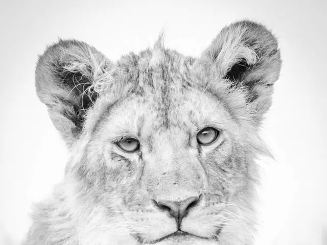 Exploring Coexistence with Predators: The Rise of "Tiger Science" in Primorye