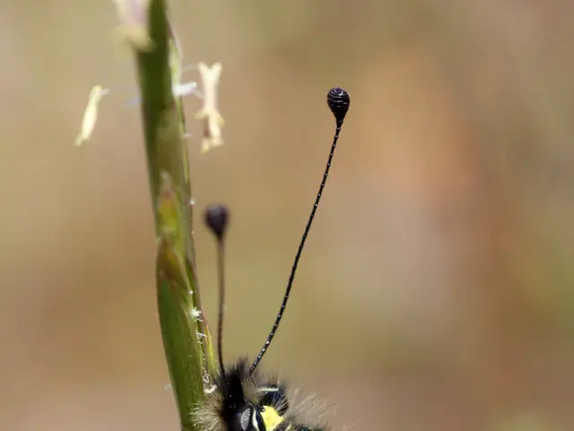 Industrial Psychology Masters in Organizational Studies: Path to Professional Advancement and...