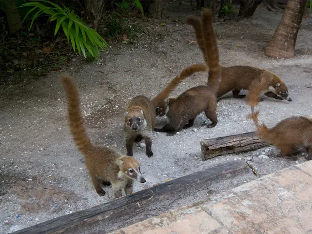 Northern Colorado Wildlife Center Secures Two Victories in the 2025 Community Votes Awards Ceremony