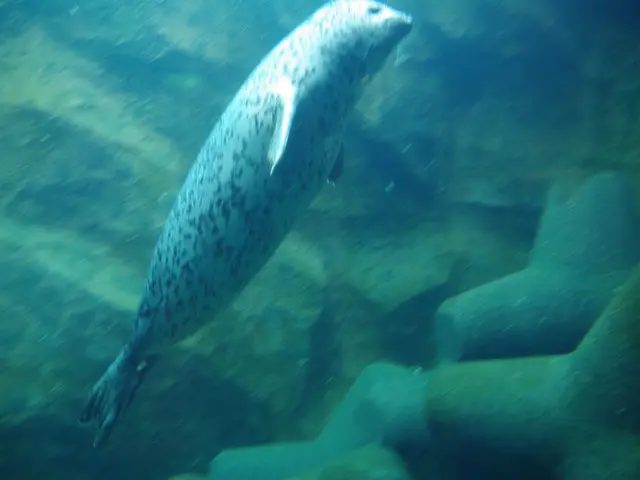 Exploring Streamlined Evaluation of Hydrographic Echosounders' Environmental Implications