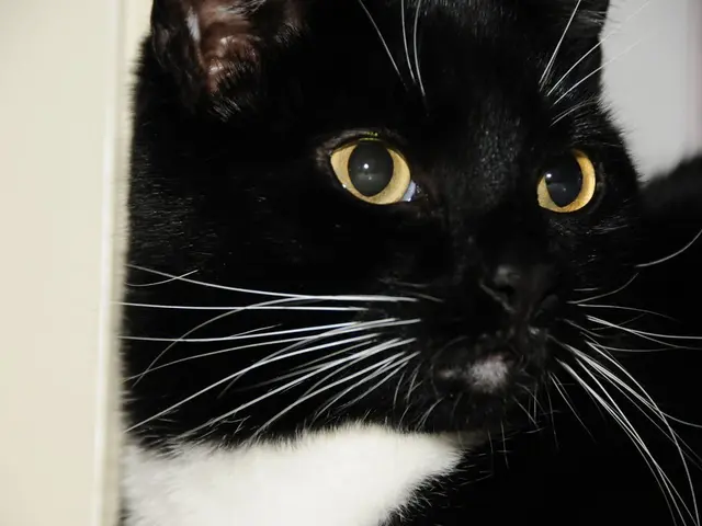 Image of the Aggression Event Symbolized