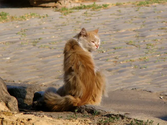 Ancient origin of big cats traced back to Asia, possibly around six million years ago, evident in...