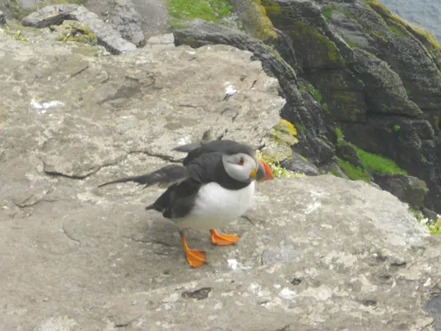 Surviving the Ice Ages: The Ancient Tale of Puffins, Seabirds with a Timeless Legacy