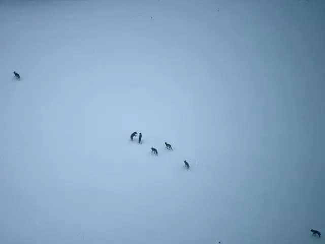 Remote Ladakh Valley Wildlife Recovery Chronicle: Unveiling the Remarkable Resurgence of Flora and...