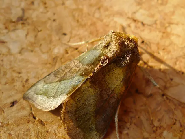 Monitoring Moths with Heath Traps: Effective Trap Strategies for Entomologists