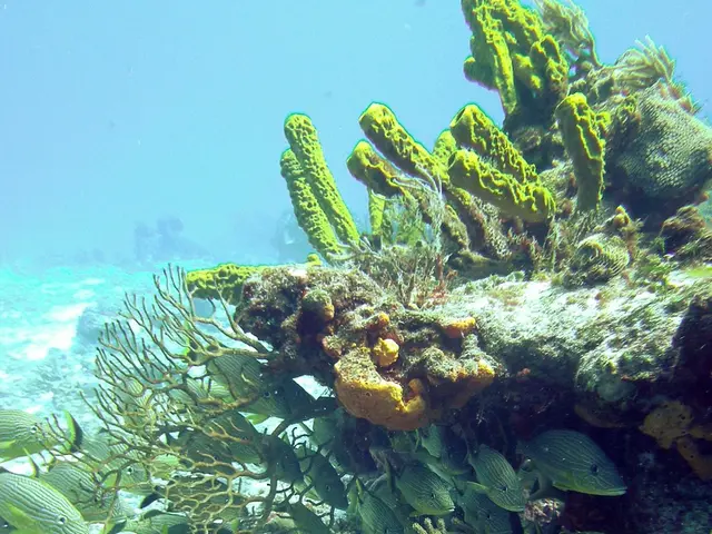 Highlighting Achievements: Lauren Ward, Shining Star of Scripps College Graduates