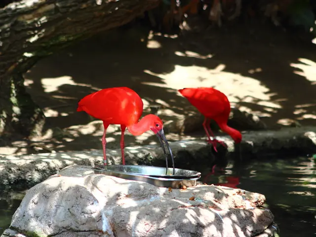 Reasons Behind Opting for the IB Program: A Breakdown of the 14 Key Advantages That Attract...