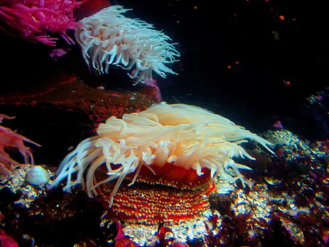 Disparities in coral reef studies compromise global scientific cooperation, according to new...