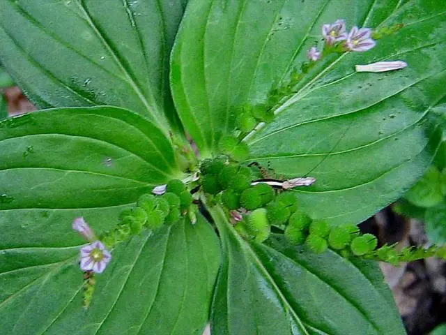 August 2025 School Holidays in Telangana: Comprehensive Calendar of Regional and Public Observances