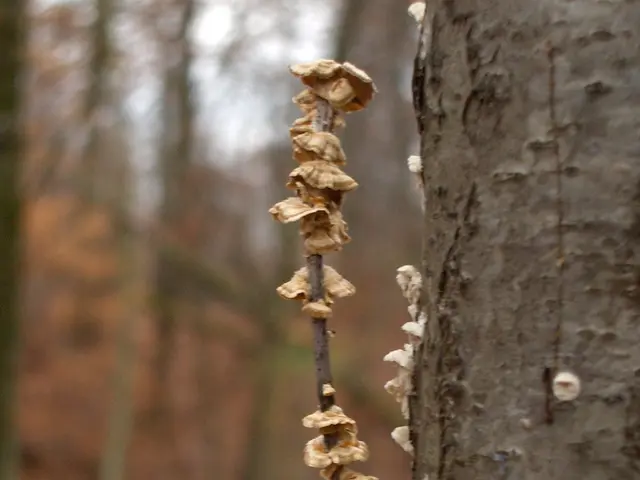 Unveiling the Hidden World of Fungi that Coexist with Merlin Sheldrake