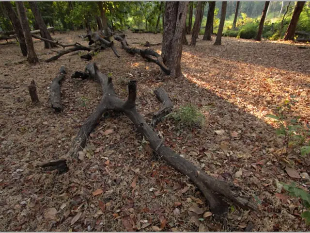 Soil-Plant Nitrate Uptake Process Unraveled: Exploring How Plants Absorb Nitrogen from Soil