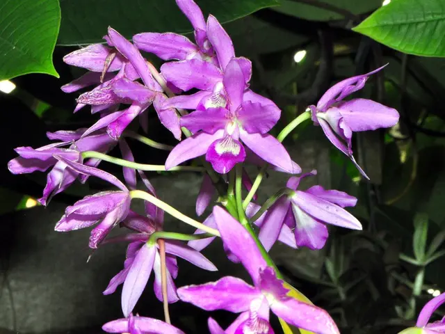 In this picture there are purple color flowers on the green plants.